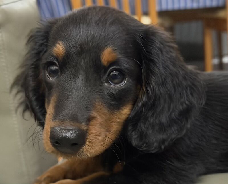 a dachshund puppy