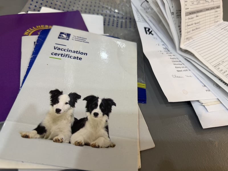 dog's medical records