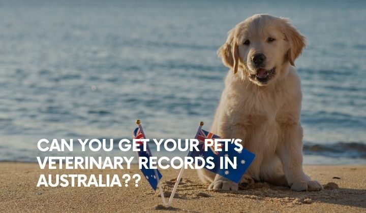 A golden retriver puppy with the Australian flag at the beach