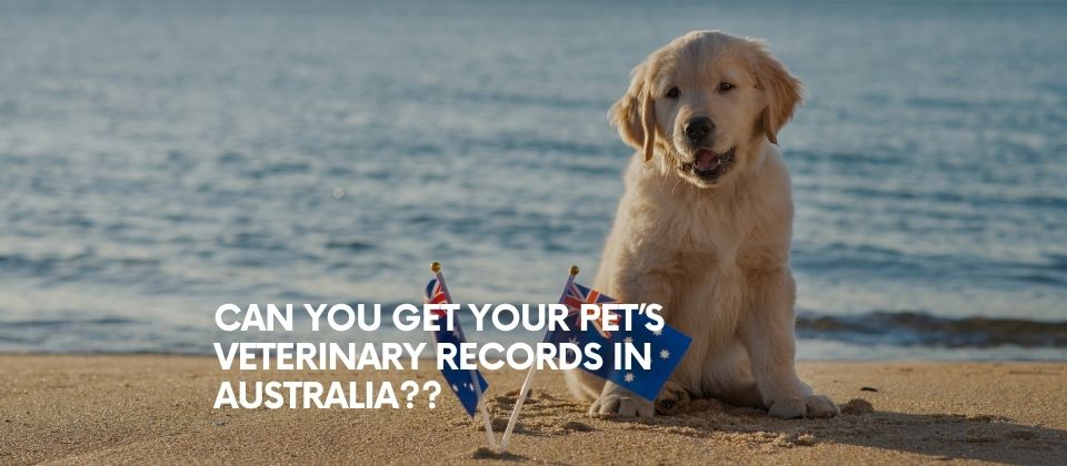 A golden retriver puppy with the Australian flag at the beach
