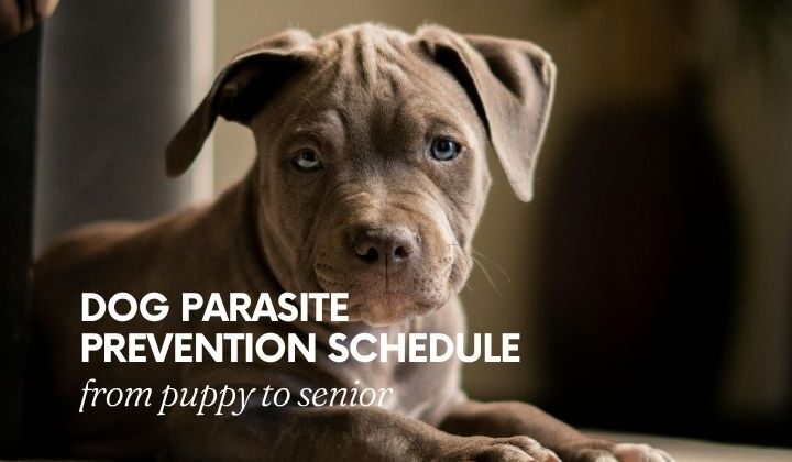 Dog Parasite Prevention Schedule from puppy to senior