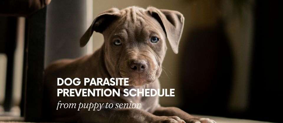 Dog Parasite Prevention Schedule from puppy to senior