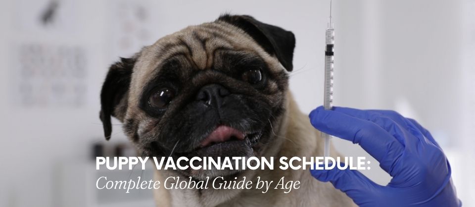 Pug about to receive core vaccine