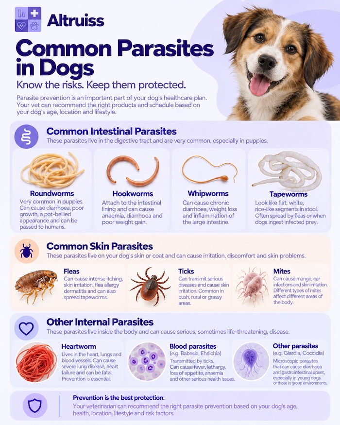 Infographic - Common Parasites in dogs