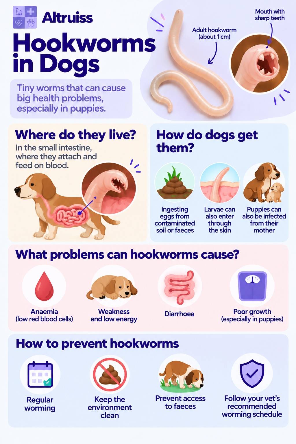 Infographic of Dog Parasite - Hookworms