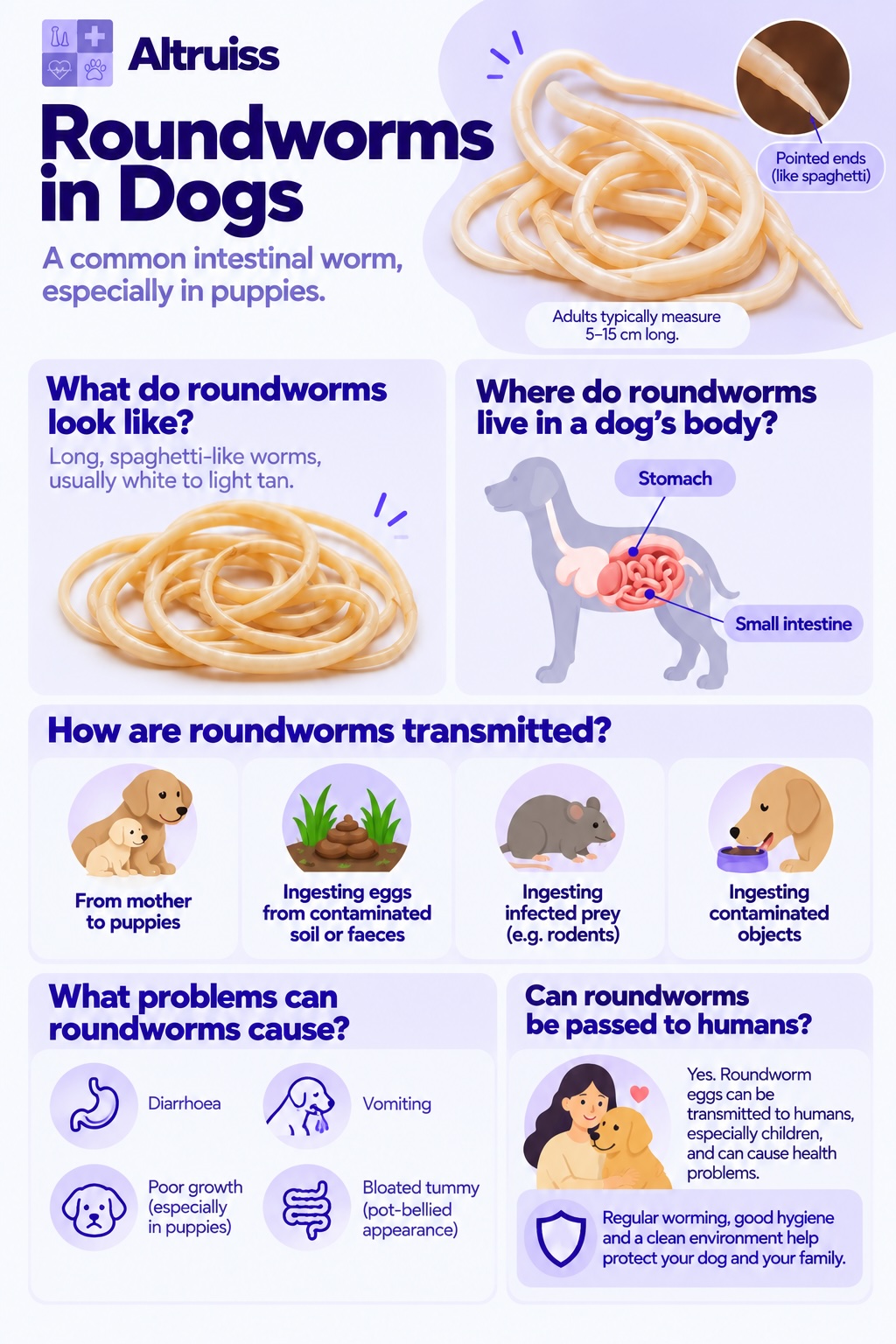 Infographic of Dog Parasite - Roundworms