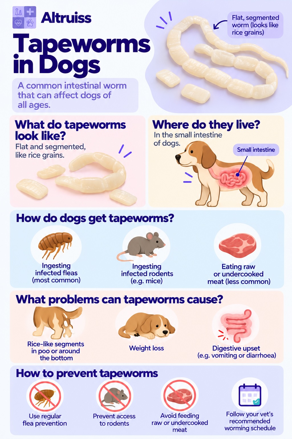 Infographic of Dog Parasite - Tapeworms