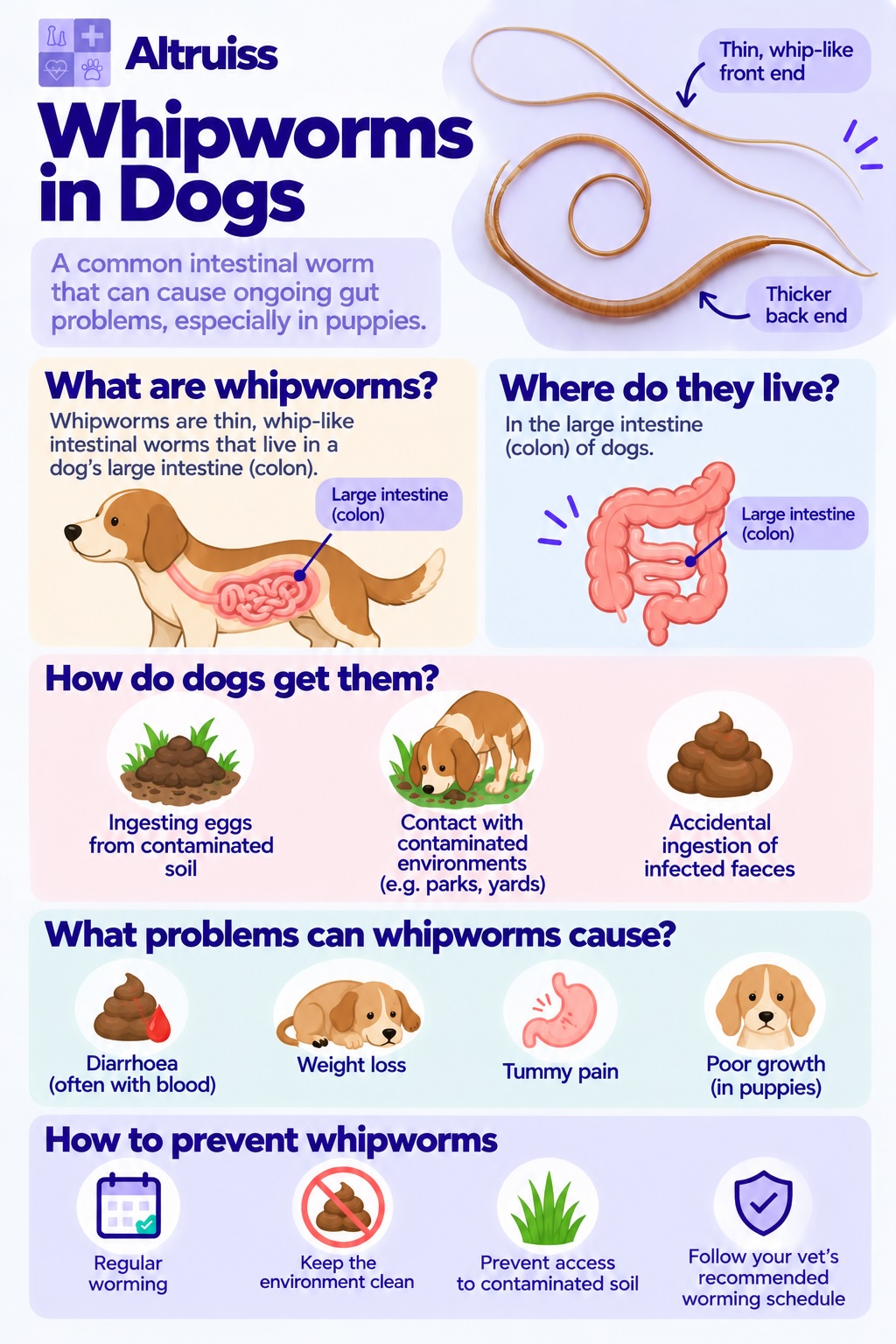 Infographic of Dog Parasite - Whipworms