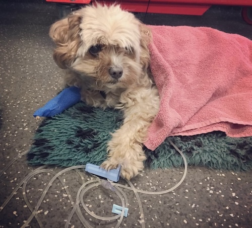 Monty sick puppy