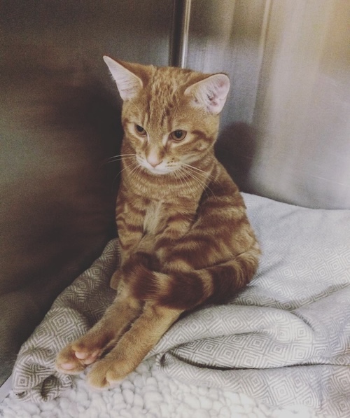 Sick orange cat