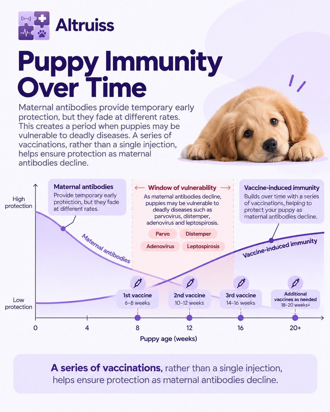 A graph showing a puppy's window of vulnerability