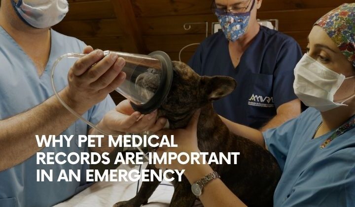 Why Pet Medical Records Are Important in an Emergency