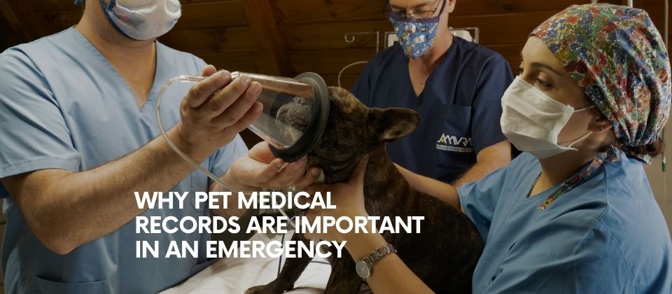 Why Pet Medical Records Are Important in an Emergency