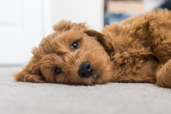 cute puppy on floor