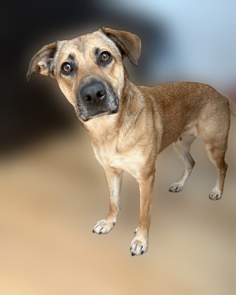 my dog gigi
