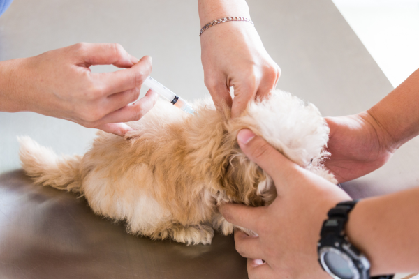 shih tzu puppy getting vaccinated